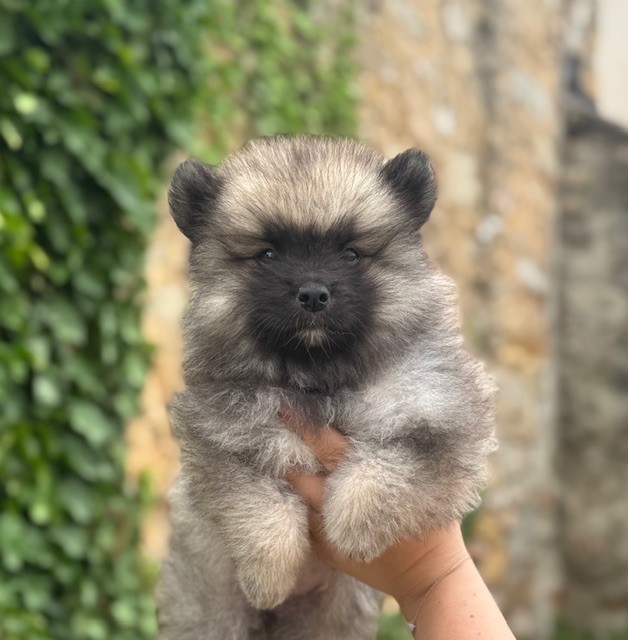 Du Semaphore De Saint Clair - Chiots disponibles - Spitz allemand