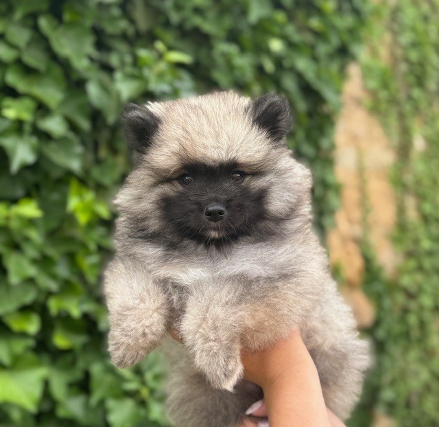 Du Semaphore De Saint Clair - Chiots disponibles - Spitz allemand
