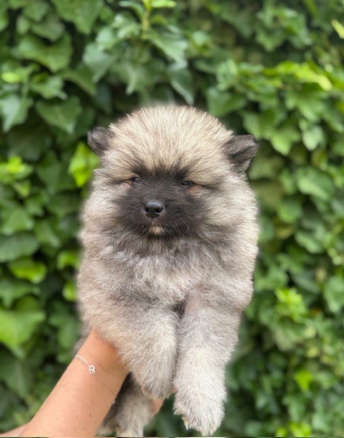 Du Semaphore De Saint Clair - Chiots disponibles - Spitz allemand