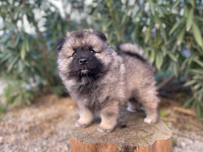 CHIOT 1