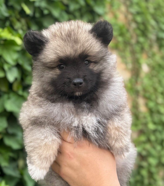 Du Semaphore De Saint Clair - Chiots disponibles - Spitz allemand