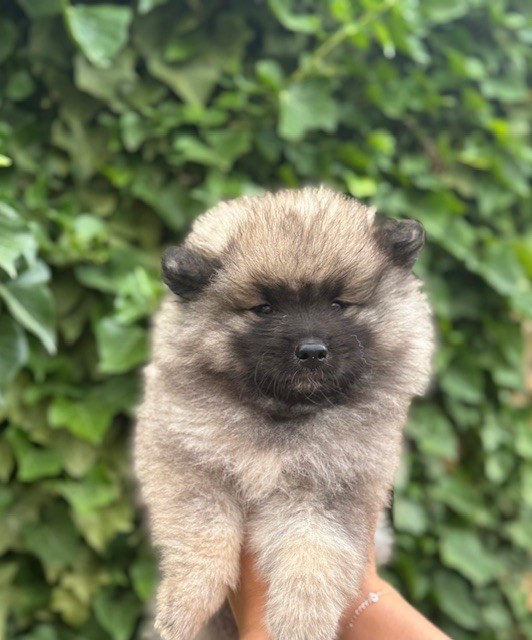 Du Semaphore De Saint Clair - Chiots disponibles - Spitz allemand